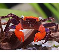 NatureHolic Granchio vampiro Fire: affascinante piccolo granchio di terra dall'Indonesia con un'evidente colorazione rossa intensa sul carro posteriore e forbici