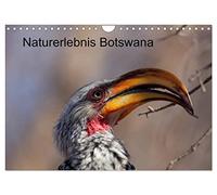 Naturerlebnis Botswana (Wandkalender 2026 DIN A4 quer), CALVENDO Monatskalender: Eindrücke aus dem Chobe Park und dem Okavango Delta