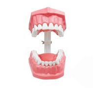 Nbbwwu Modelli Di Denti Per Studenti | Modello Didattico Dentale Interattivo Con Spazzolino Per Bambini - Strumenti Per Insegnamento Orale, Materiali Educativi Per Famiglia, Ragazzi, Amici E Adulti