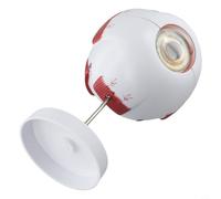 NbgrvB Modello di anatomia dell'occhio ingrandito Simulazione in PVC della struttura del bulbo oculare umano con base per l'apprendimento degli studenti e la comunicazione del paziente (6 volte)
