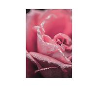 NCUDANK Poster su tela con rose rosa con gocce di rugiada, decorazione per camera da letto, ufficio, stanza, regalo, 50 x 75 cm