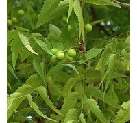 neem perenne resistenti balcone con letti elevati verdi semi di silvestre di interni medicinali semi biologici 40pcs