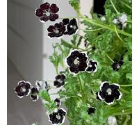 Nemophila menziesii, balcone esotiche resistenti giardino 150semi