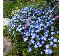 Nemophila menziesii - decorazione semi di resistente semi esotici giardino ombra, 50pcs
