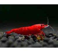 NEOCARIDINE CARIDINA CARIDINE DAVIDI PALMATA MULTIDENTATA VARI COLORI + MANGIME