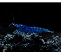 NEOCARIDINE CARIDINA CARIDINE DAVIDI PALMATA MULTIDENTATA VARI COLORI + MANGIME