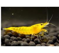 NEOCARIDINE CARIDINA CARIDINE DAVIDI PALMATA MULTIDENTATA VARI COLORI + MANGIME