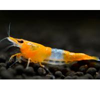 NEOCARIDINE CARIDINA CARIDINE DAVIDI PALMATA MULTIDENTATA VARI COLORI + MANGIME