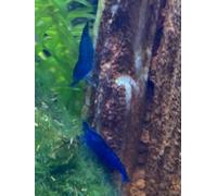 NEOCARIDINE CARIDINA CARIDINE DAVIDI PALMATA MULTIDENTATA VARI COLORI + MANGIME