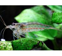 NEOCARIDINE CARIDINA CARIDINE DAVIDI PALMATA MULTIDENTATA VARI COLORI + MANGIME