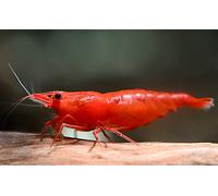 NEOCARIDINE CARIDINA CARIDINE DAVIDI PALMATA MULTIDENTATA VARI COLORI + MANGIME
