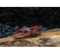 NEOCARIDINE CARIDINA CARIDINE DAVIDI PALMATA MULTIDENTATA VARI COLORI + MANGIME