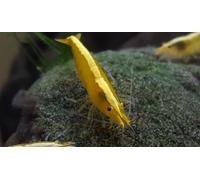 NEOCARIDINE CARIDINA CARIDINE DAVIDI PALMATA MULTIDENTATA VARI COLORI + MANGIME
