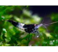 NEOCARIDINE CARIDINA CARIDINE DAVIDI PALMATA MULTIDENTATA VARI COLORI + MANGIME