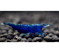 NEOCARIDINE CARIDINA CARIDINE DAVIDI PALMATA MULTIDENTATA VARI COLORI + MANGIME