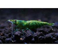 NEOCARIDINE CARIDINA CARIDINE DAVIDI PALMATA MULTIDENTATA VARI COLORI + MANGIME