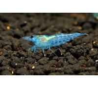 NEOCARIDINE CARIDINA CARIDINE DAVIDI PALMATA MULTIDENTATA VARI COLORI + MANGIME