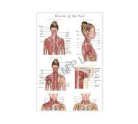 NEOHI Stampa artistica da parete su tela, motivo: muscoli del collo, per sala della conoscenza e scienze, decorazione artistica da parete, per casa, bar, ristorante, garage, caffetteria, idea regalo