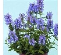 Nepata - Nervosa Blue Moon - 25 Semi Seeds ONLY