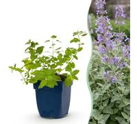 Nepeta faassenii - Erba gatta - Attira api e farfalle - Viola - 15-25cm - Ø11cm - Pianta da giardino