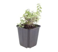 Nepeta Faassenii in Vaso, per Giardino, Blu Lavanda, Set da 6, 10-25cm