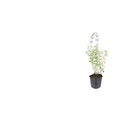Nepeta Perenne Aromatica, per Aiuole, Blu Lavanda, Set 12 Pz, 10-25cm