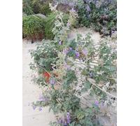 Nepeta x Faassenii Six Hills v17