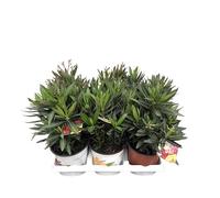 Nerium Oleander, 3 Piante oleandro colori misti rosa, bianco,rosso, piante a cespuglio, Piante da siepe,Piante da esterno diametro vaso colorato diametro15 cm