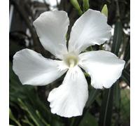 Nerium oleander cv SNOW BLOSSOM 'WHITE' - - Oleandro | Cultivar a fiore bianco