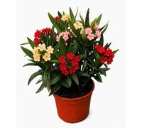 Nerium Oleander Tricolor a Cespuglio - Fiori Giallo Rosso e Rosa Salmone - Pianta Sempreverde Mediterranea per Giardini e Terrazzi - Vaso Ø14 cm