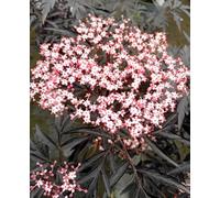 Nero rosso sambuco Sambucus Nigra 'Black Lace' 30-40 cm resistente all'inverno