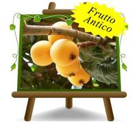 Nespolo del Giappone Frutto Antico Altezza:100 cm Eta:2 anni Vaso: Fitocellula