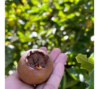 Nespolo letto elevato decorativo balcone, perenne resistenti colonnario semi organici semi di espaldera giardino rocce decorazione balconi 100pcs