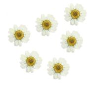 NESTINGHO 12 Pezzi Fiori Secchi Pressati di Crisantemo Bianchi per Decorazioni Fai da Te Unghie e Artigianato Materiali Naturali per Natale e Feste