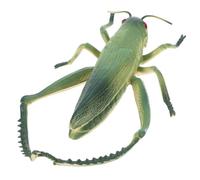 NESTINGHO Figura di Cavalletta Verde in Pvc Realistica per Decorazioni Feste a Tema Insetti e Halloween, Giocattolo Educativo per Piccoli Design Unico