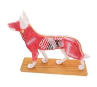 NESTINGHO Modello Anatomico di Cane per Agopuntura in Pvc, Facile da Pulire, Strumento Didattico per Studenti e Insegnanti di Anatomia