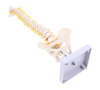 NESTINGHO Superficie Liscia e Dettagliata della Colonna Vertebrale Anatomico in Pvc Bianco 45cm per Esposizione e