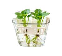 Net Pots For Hydroponics - 4-grid Clear Double-layer Flower Containers