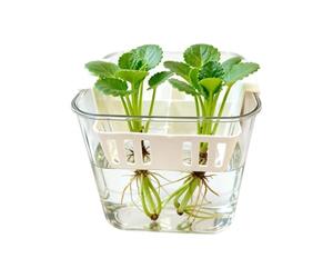 Net Pots For Hydroponics - 4-grid Clear Double-layer Flower Containers
