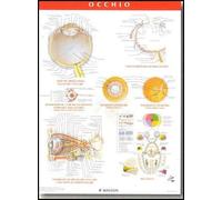 NETTER. POSTER OCCHIO