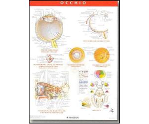 NETTER. POSTER OCCHIO