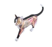 Nettoppo Modello di Anatomia 'Organo Animale 4D Cat Intelligenza Assemblaggio Giocattolo Modello di Anatomia Didattica Elettrodomestici Scientifici Popolari DIY