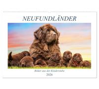 Neufundländer - Bilder aus der Kinderstube (Wandkalender 2026 DIN A2 quer), CALVENDO Monatskalender: Lassen Sie sich von entzückenden 3-7 Wochen alten Neufundländer - Welpen verzaubern