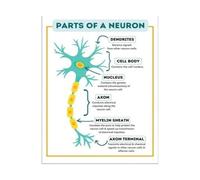 Neuron Physiology Chart Poster Cell Biology Print