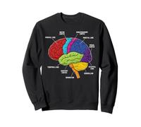 Neuroscienze di Anatomia del Cervello Umano Labeled Lobi Corteccia Felpa