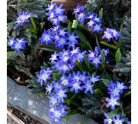 neve splendente - Chionodoxa - balcone semi decorativi riverdimento tetti semi giardino 300pcs