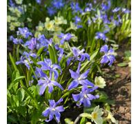 neve splendente - Chionodoxa - giardino letto giardino elevato semi riverdimento tetti decorazioni esterne balcone resistenti 400pcs