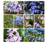 neve splendente - Chionodoxa giardino selvatici balcone giardino semi di resistenti vaso 350pcs