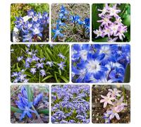 neve splendente - Chionodoxa ornamentali selvatiche resistenti vaso semi di resistenti semi di giardino selvatici 300pcs