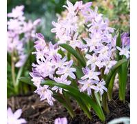 neve splendente - Chionodoxa - semi di interni resistenti esotici copertura suolo decorazioni giardino esterni semi resistenti giardino 100pcs